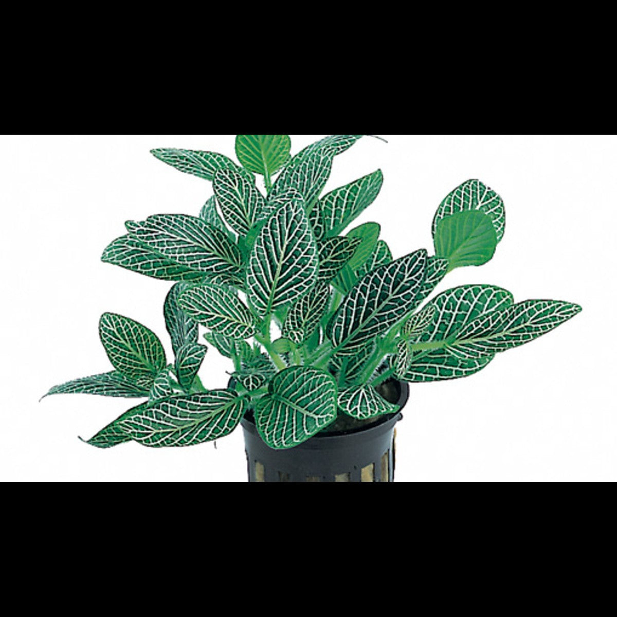 Fittonia 'Mini White' (Plante mosaïque)