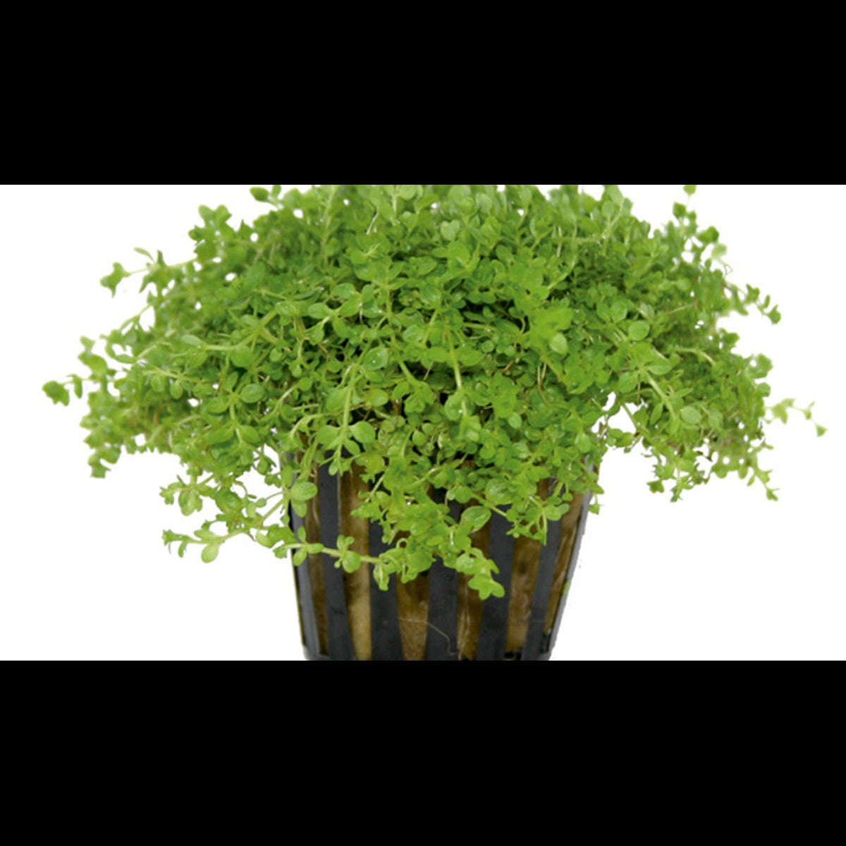 Hemianthus callitrichoides