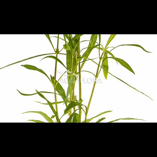 Hygrophila salicifolia (Hygrophile)