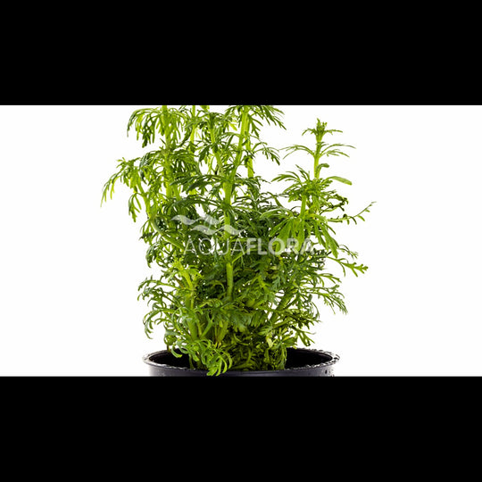 Limnophila heterophylla (Limnophile)