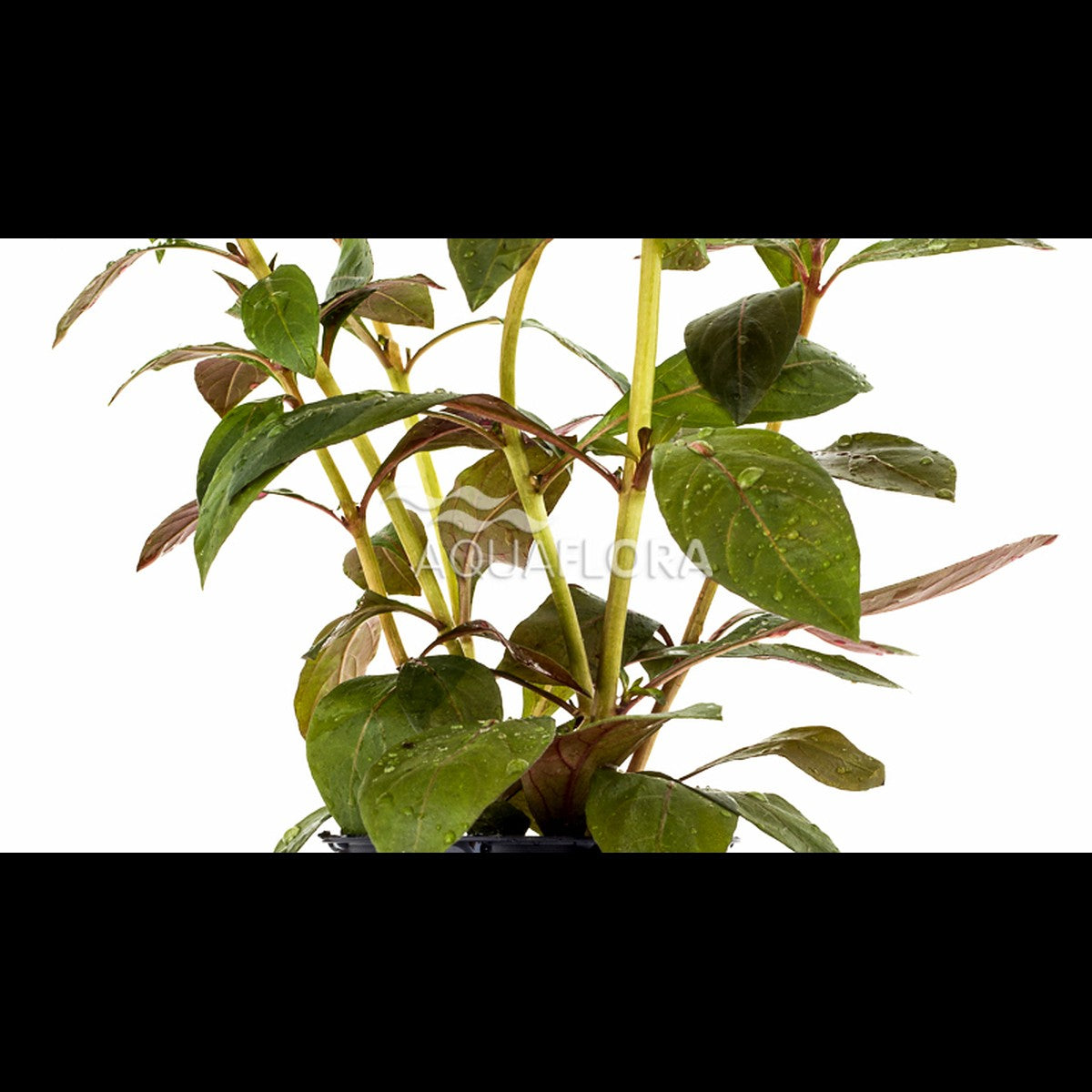 Ludwigia perennis (Ludwigie)