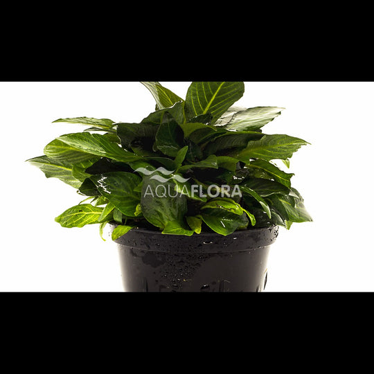 Hygrophila corymbosa 'Parvifolia' (Hygrophile)