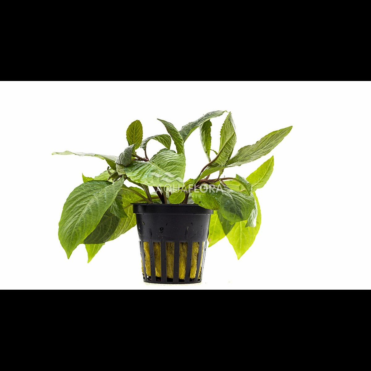 Hygrophila corymbosa 'Stricta' (Hygrophile)