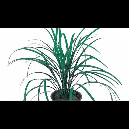 Ophiopogon japonicus (Muguet du Japon)