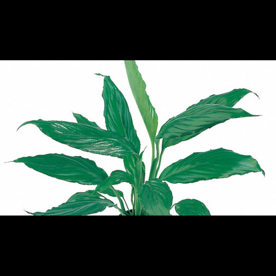 Spathiphyllum wallisii (Fleur de lune)