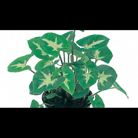 Syngonium 'Pixie'