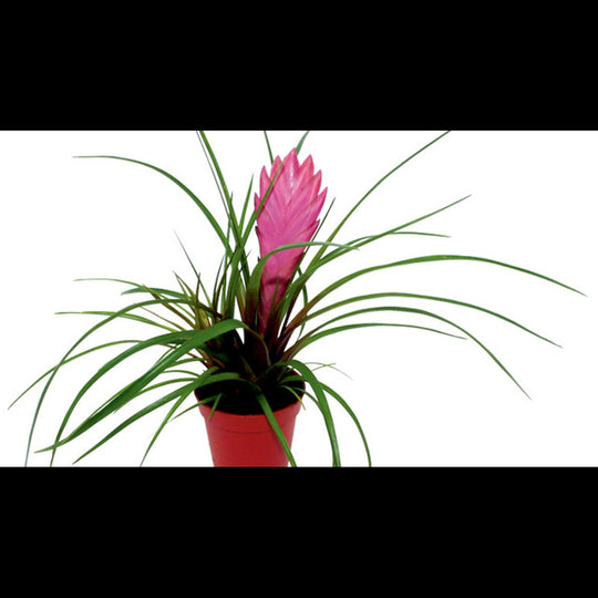 Tillandsia mix (Fille de l'air)