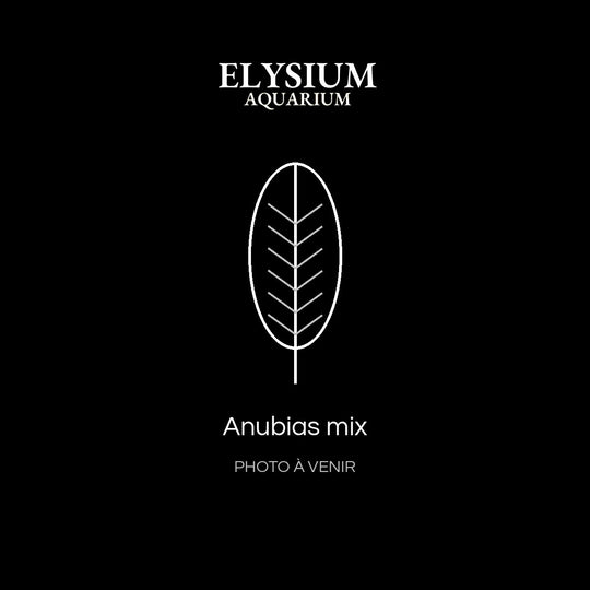 Anubias mix