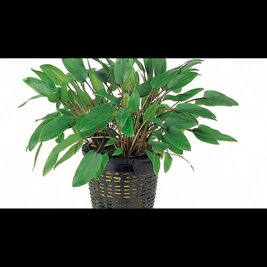 Cryptocoryne mix