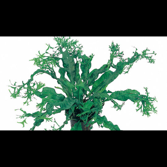 Microsorum pteropus 'Windelov' (Fougère de Java)