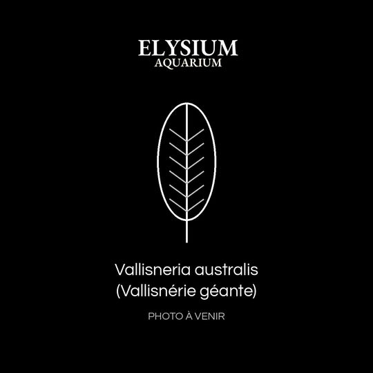 Vallisneria australis (Vallisnérie géante)