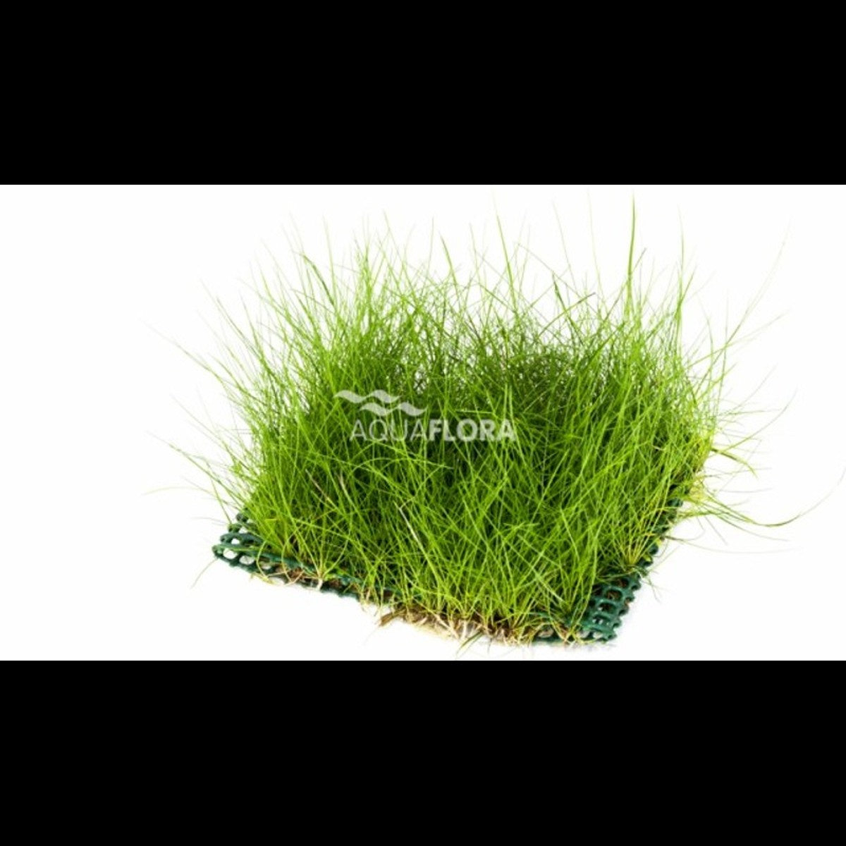 Eleocharis sur tapis 10×15 cm (Éléocharis)