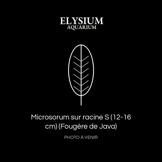 Microsorum sur racine S (12-16 cm) (Fougère de Java)