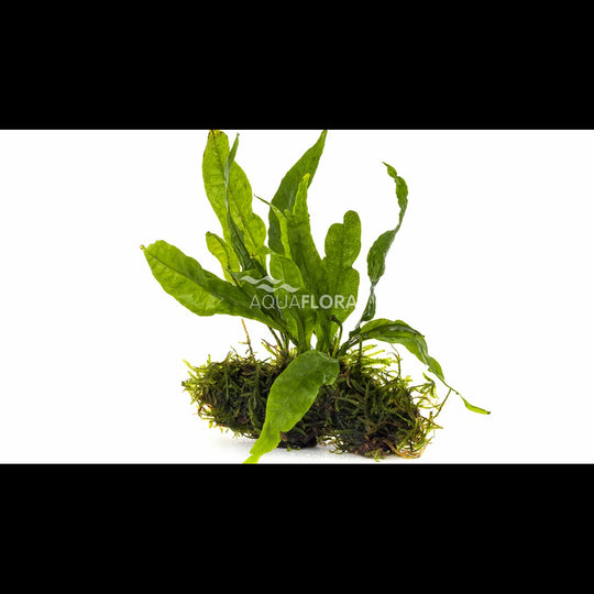 Microsorum sur racine nano (5-7 cm) (Fougère de Java)