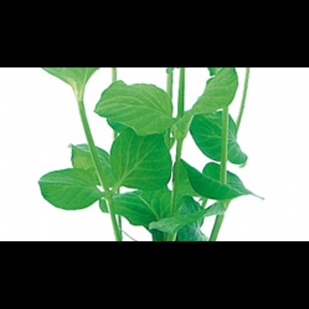 Lysimachia nummularia (Lysimaque nummulaire)