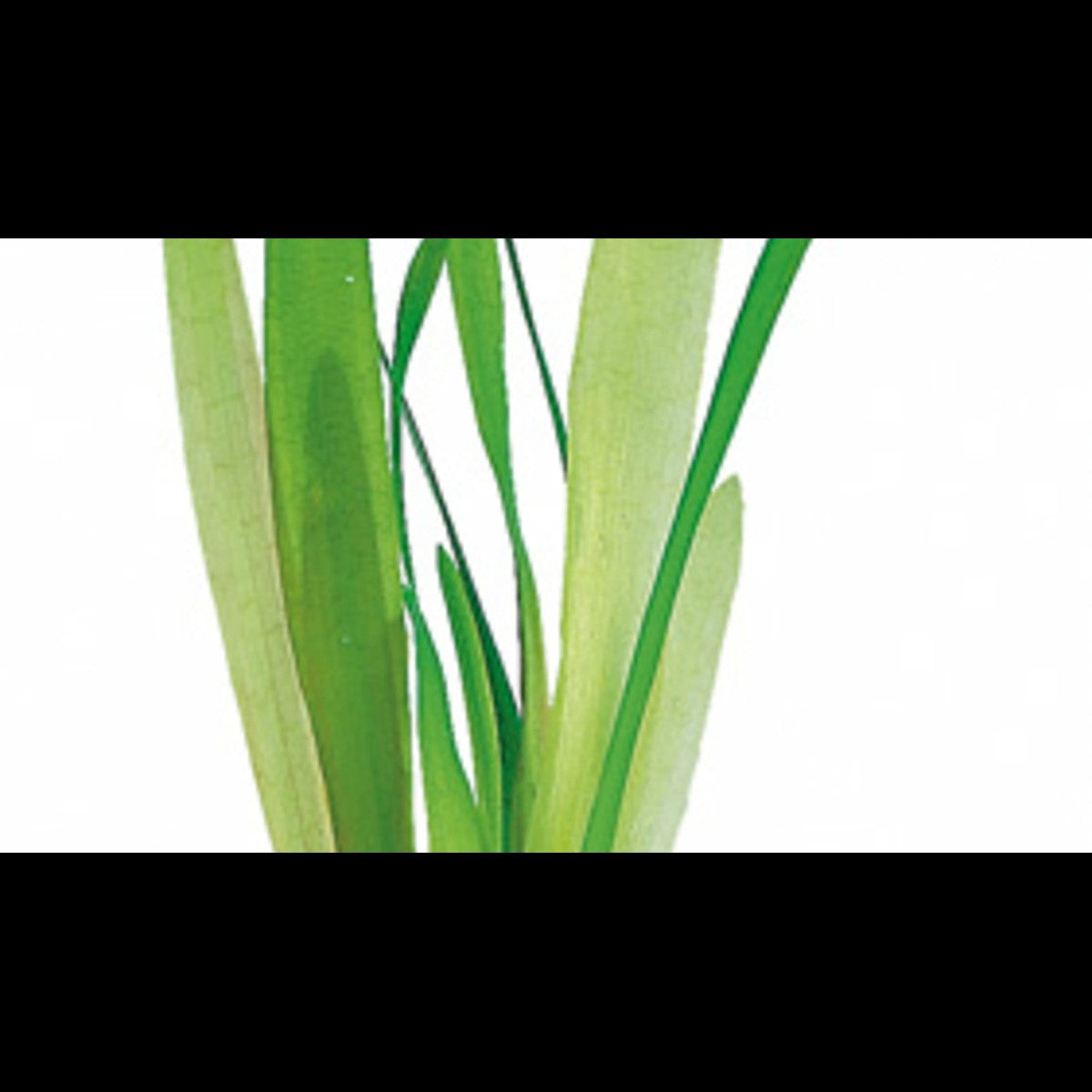 Vallisneria australis (Vallisnérie géante)