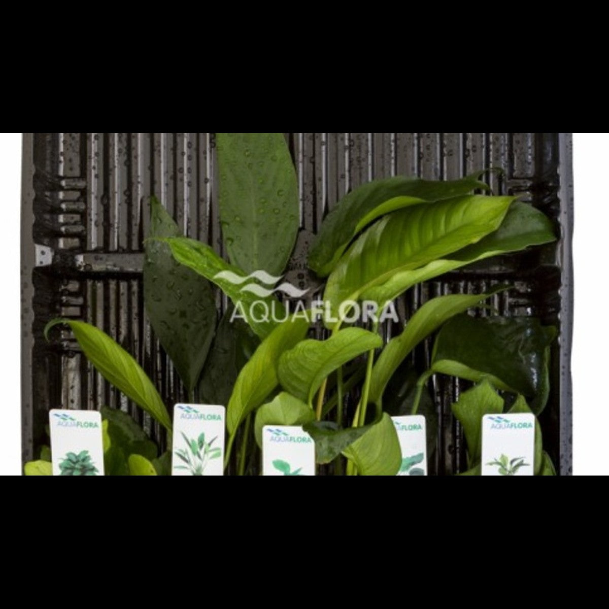 Mix 5 Anubias