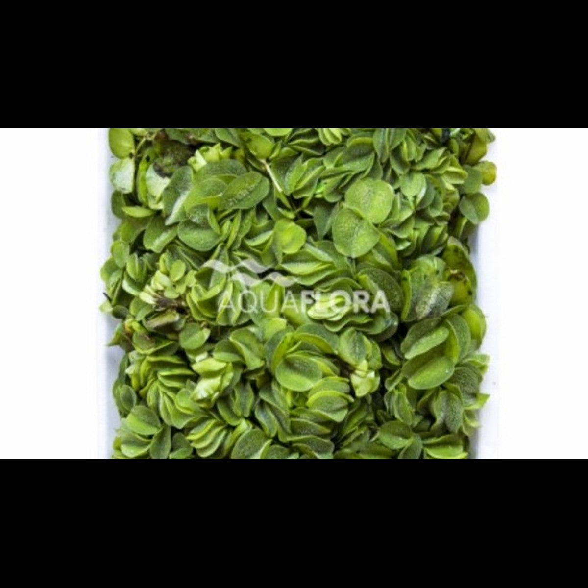 Salvinia natans (Salvinie nageante)