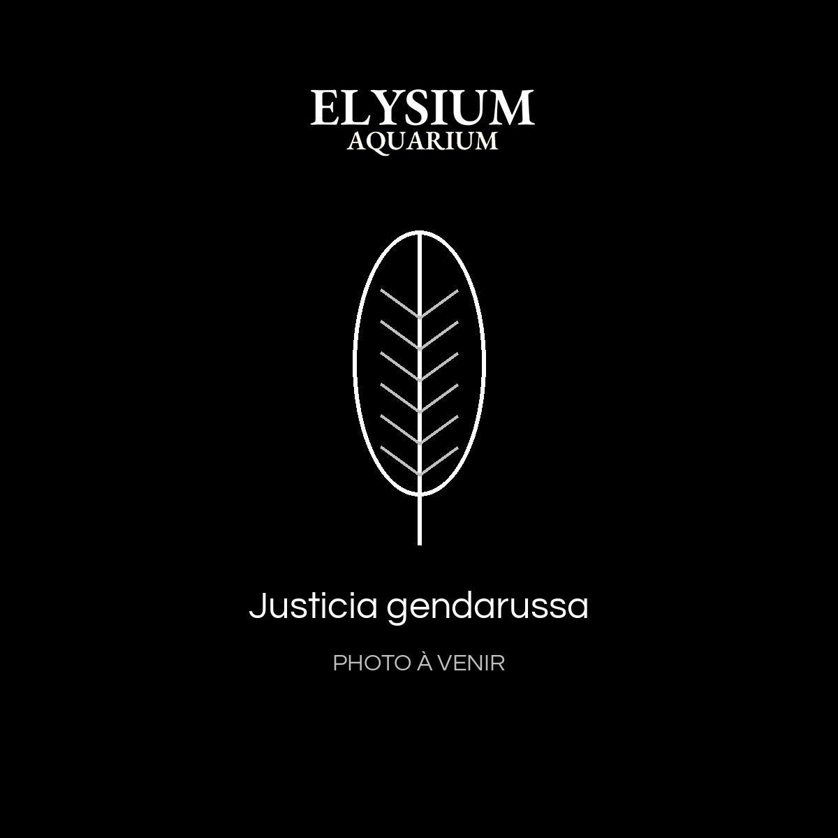 Justicia gendarussa
