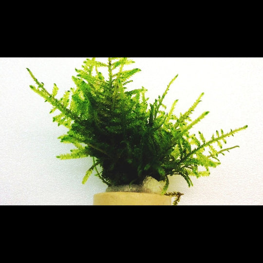 Taxiphyllum sp. sur ECO-ring (Mousse)
