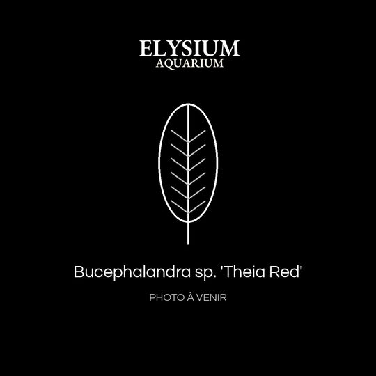 Bucephalandra sp. 'Theia Red'