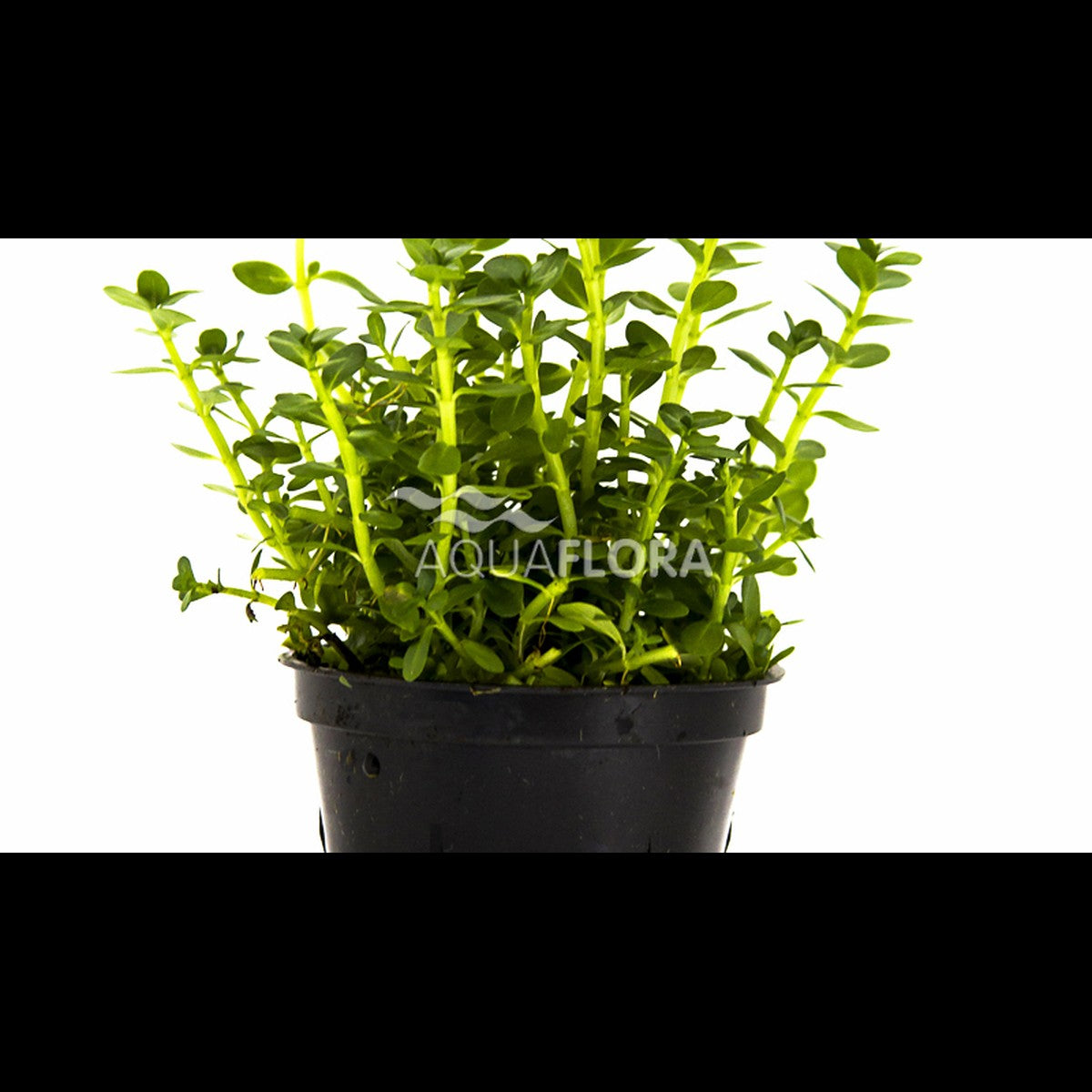 Rotala sp. 'Green'