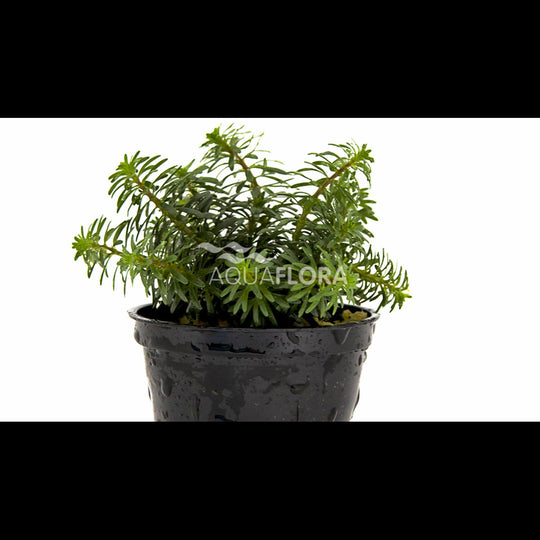 Rotala sp. 'Vietnam'