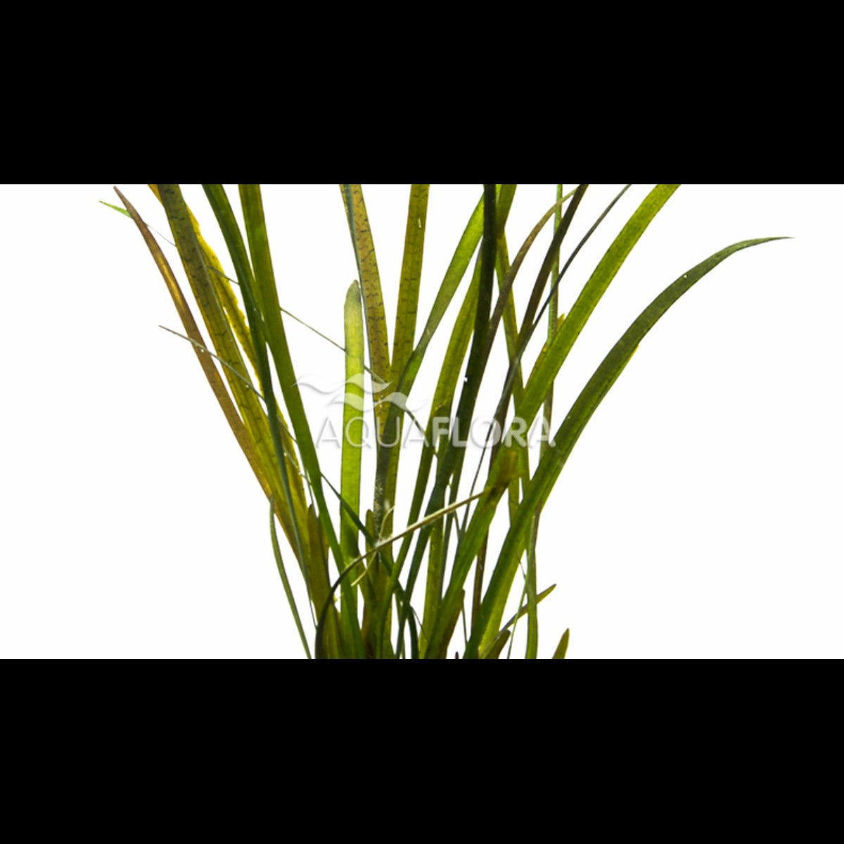 Vallisneria sp. 'Rubra' (Vallisnérie)