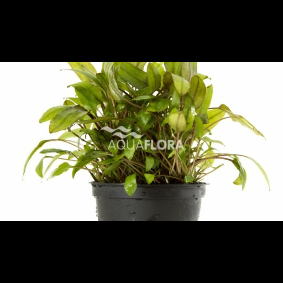 Cryptocoryne mix
