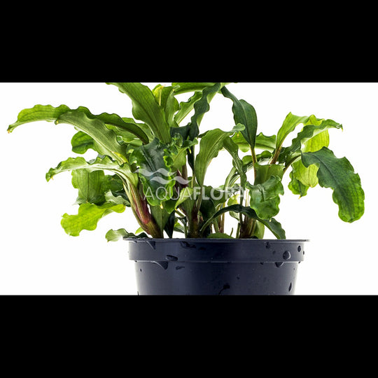 Bucephalandra sp. (mix)