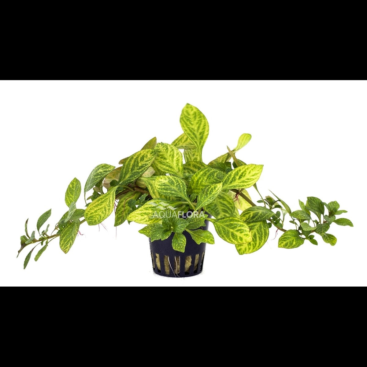 Ludwigia sp. 'Atlantis' (Ludwigie)