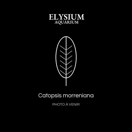 Catopsis morreniana