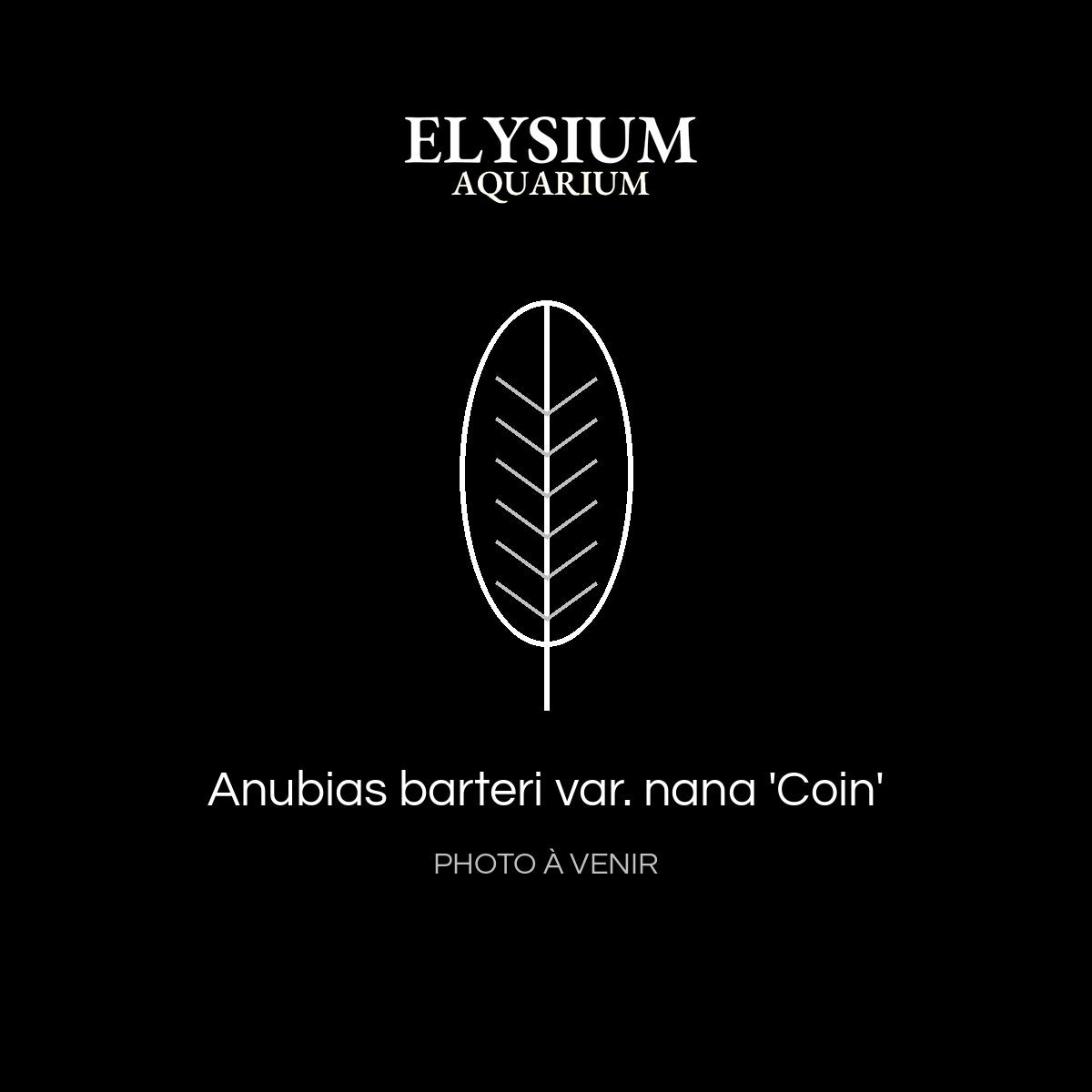 Anubias barteri var. nana 'Coin'
