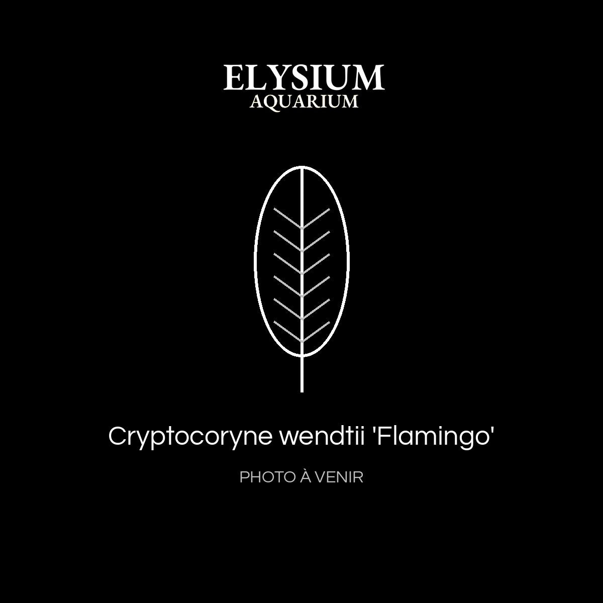 Cryptocoryne wendtii 'Flamingo'