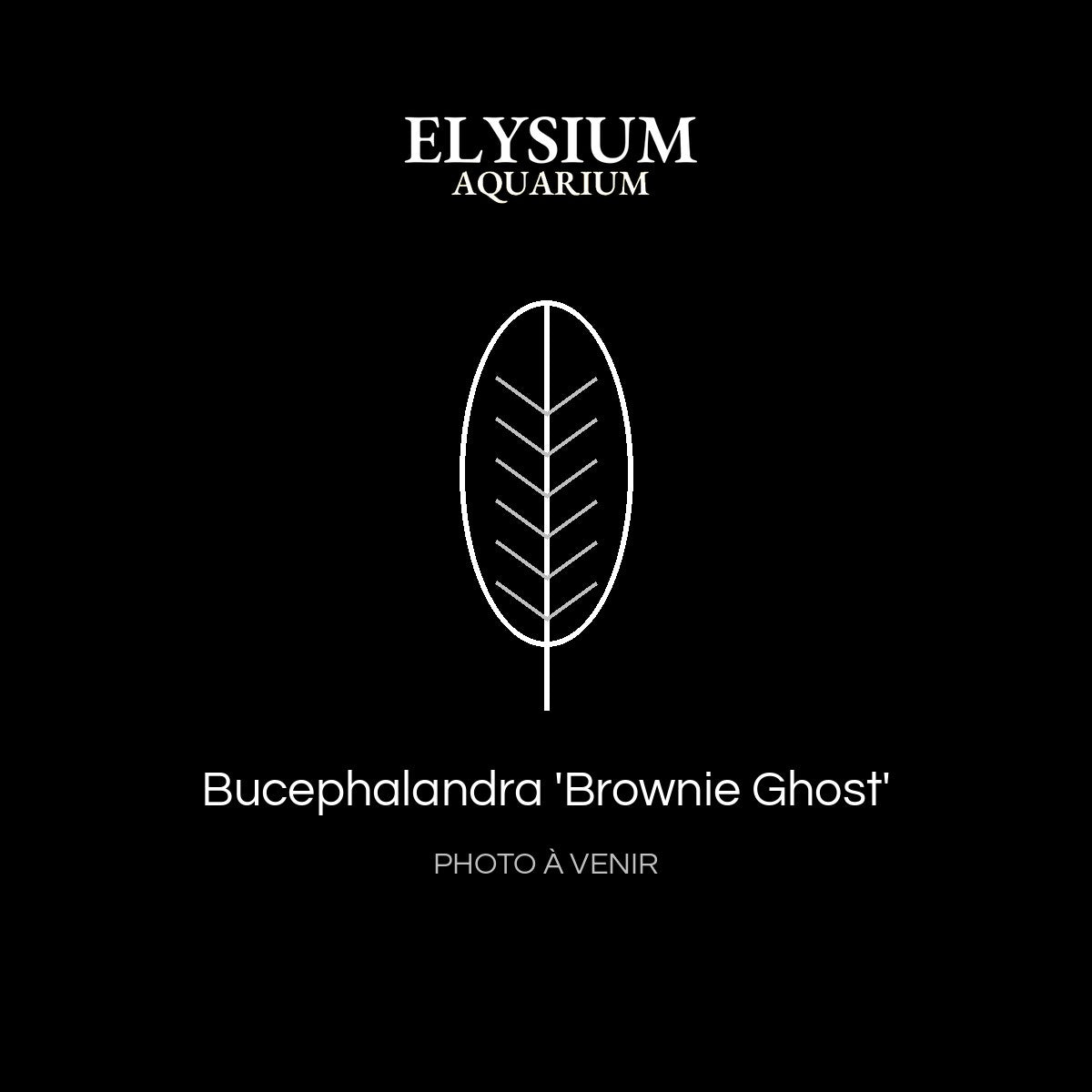 Bucephalandra 'Brownie Ghost'