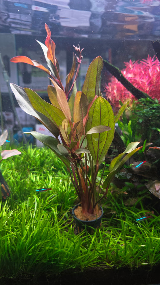Echinodorus Ipica