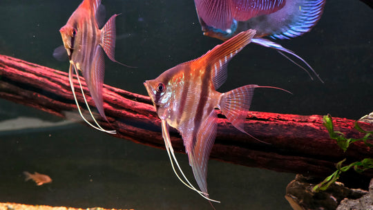 Groupe de 6 Scalaires Santa Isabel 8/10cm