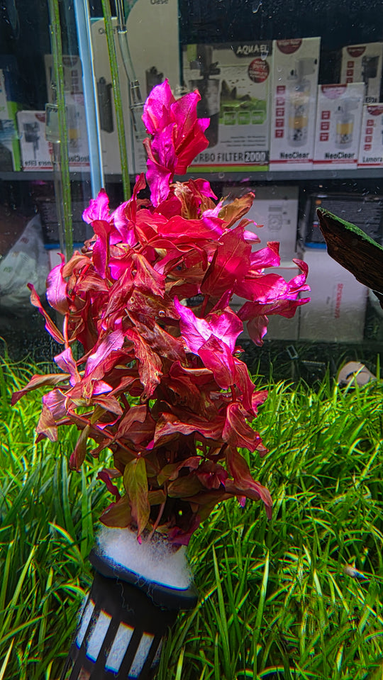 Rotala Macrandra