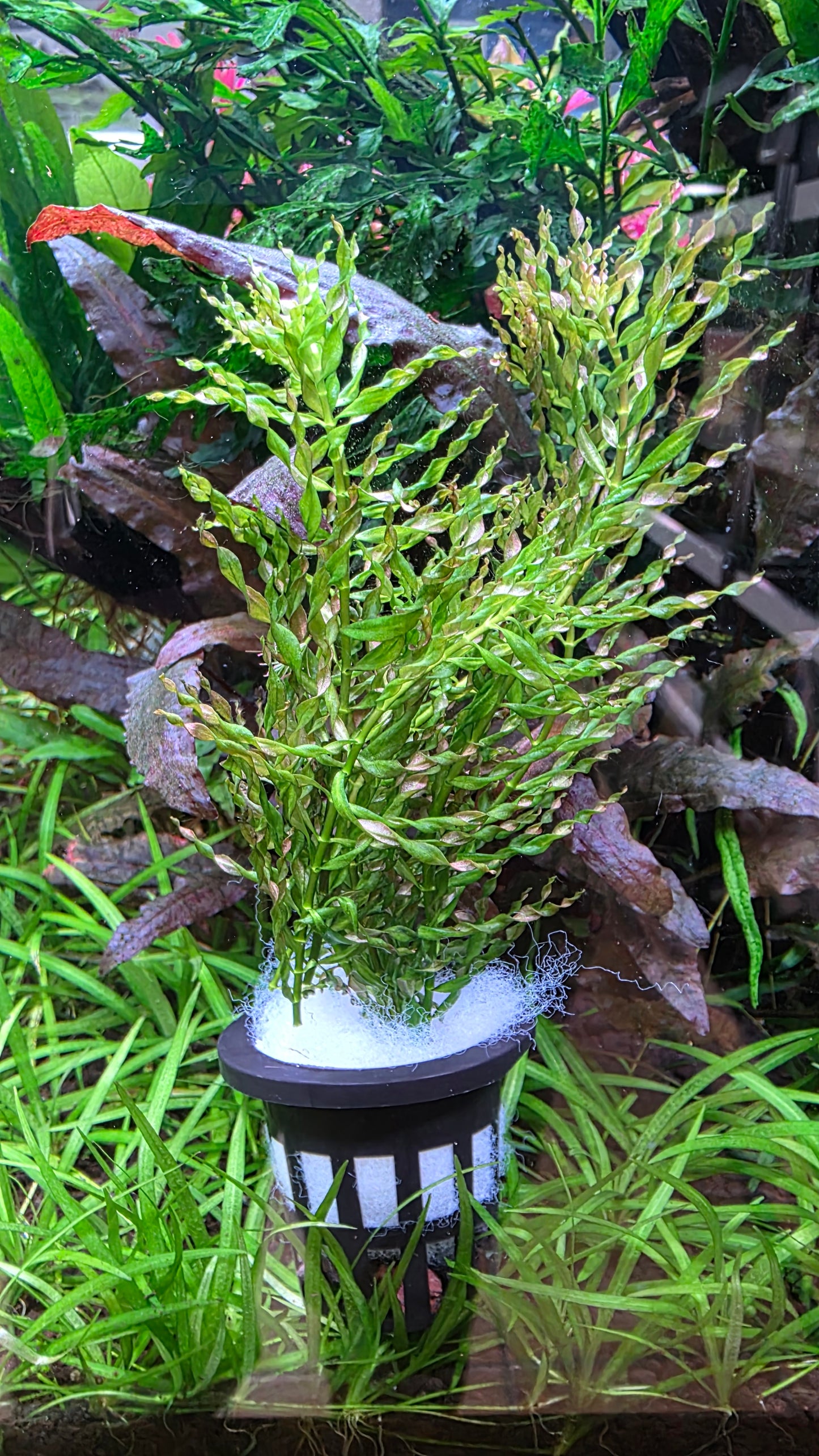 Ludwigia inclinata verticillata Curly
