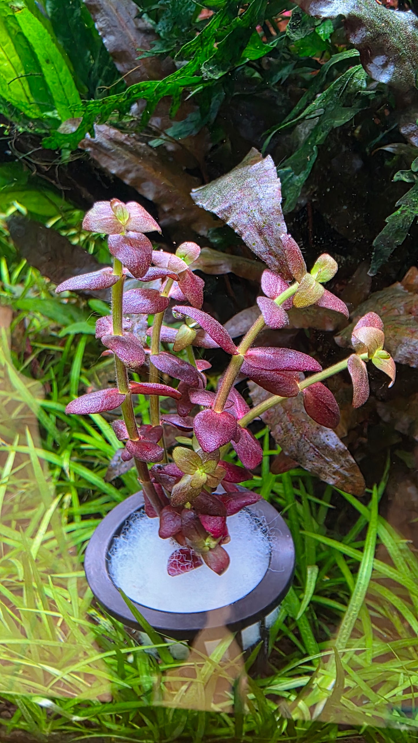 Bacopa salzmannii 'Purple'