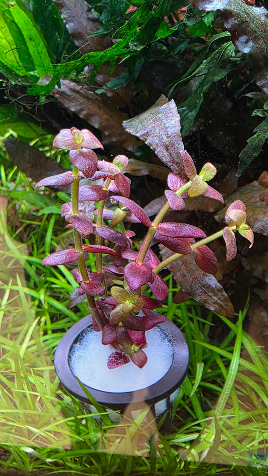 Bacopa salzmannii 'Purple'