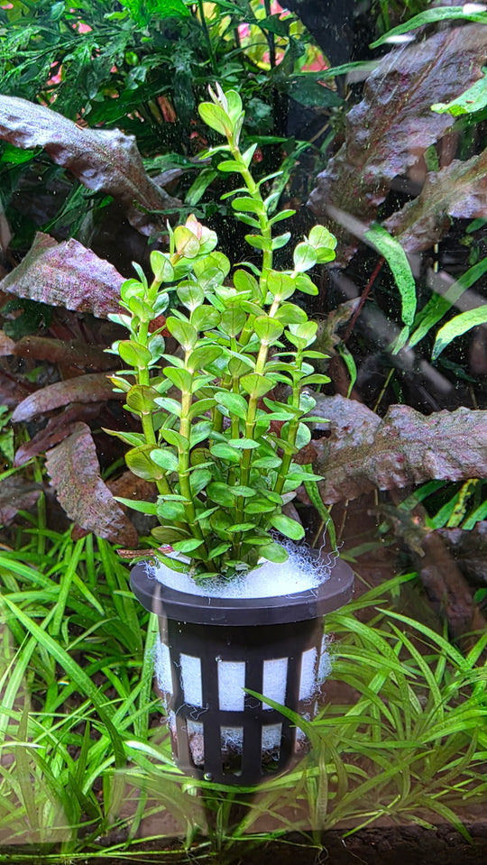 Rotala indica 'Bonsai'