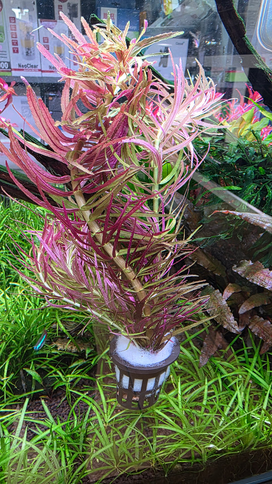 Limnophila hippuridoides