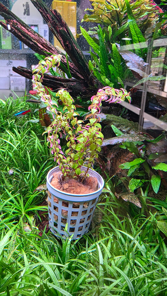 Rotala sp.'Pearl'