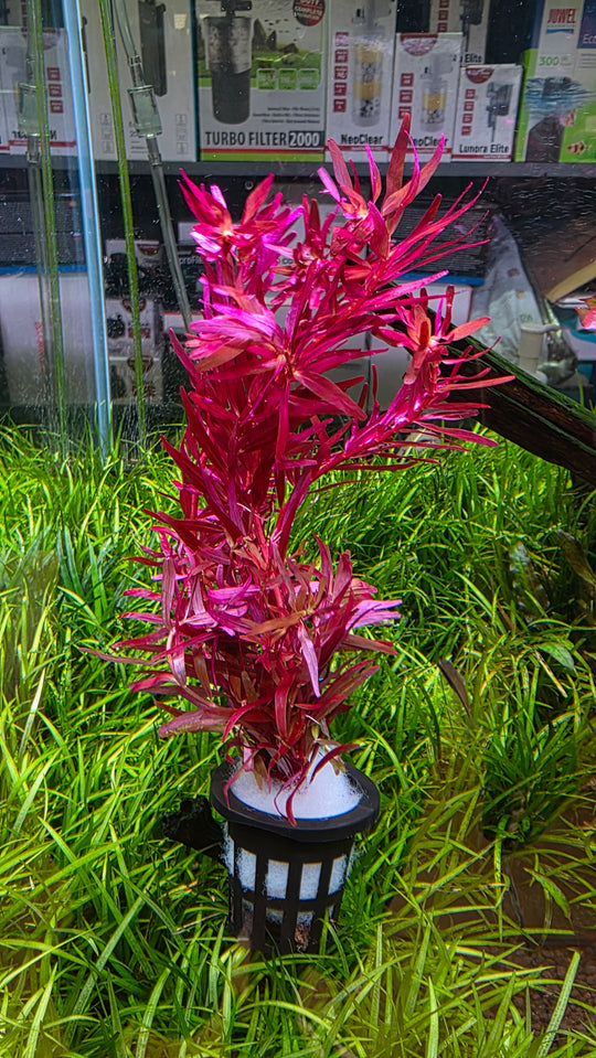 Rotala rotundifolia Blood Red