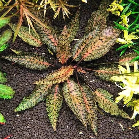 Cryptocoryne nurii var. raubensis 'Rose Maiden'