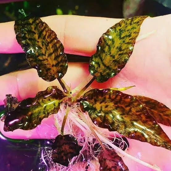 Cryptocoryne nurii var. raubensis 'Rose Maiden'