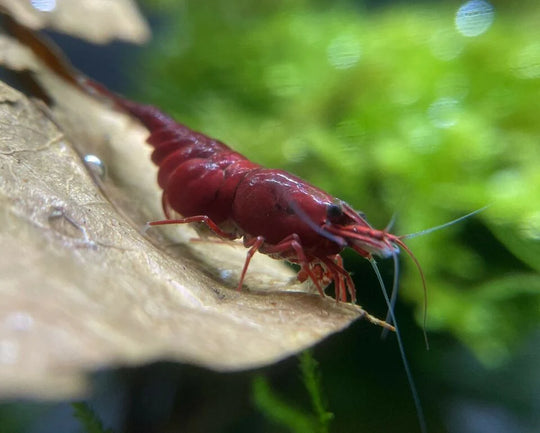 Neocaridina Bloody Mary