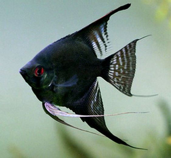 Scalaire Noir
