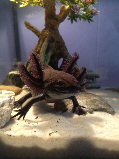 Axolotl